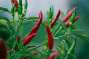 chilli farming