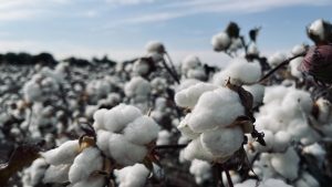 Cotton farming