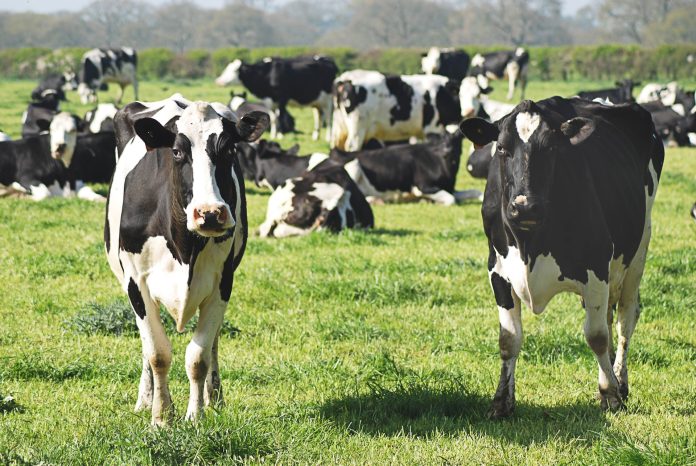 Dairy Entrepreneurship Development Scheme - DEDS