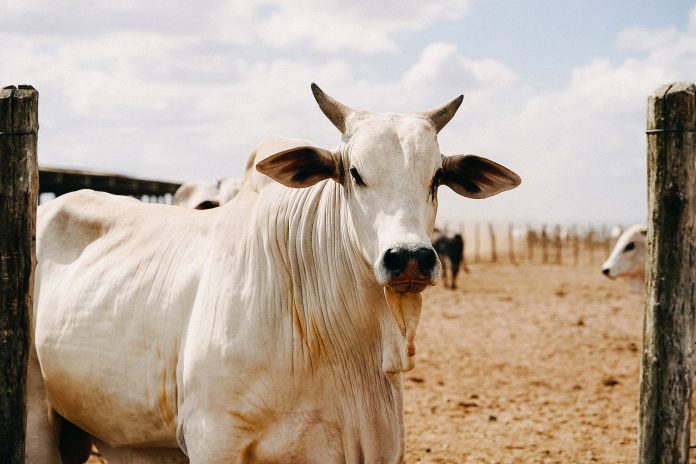 Rajasthan Bhamashah Pashu Bima Yojana