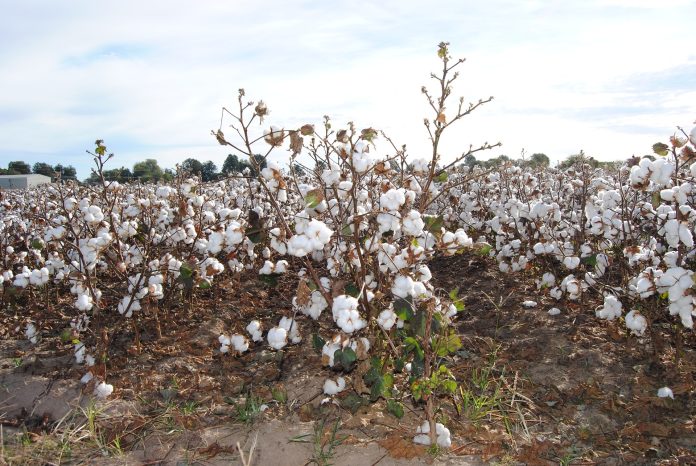 Field Preparation for Cotton