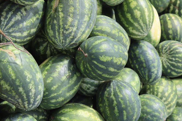 Field Preparation for Watermelon