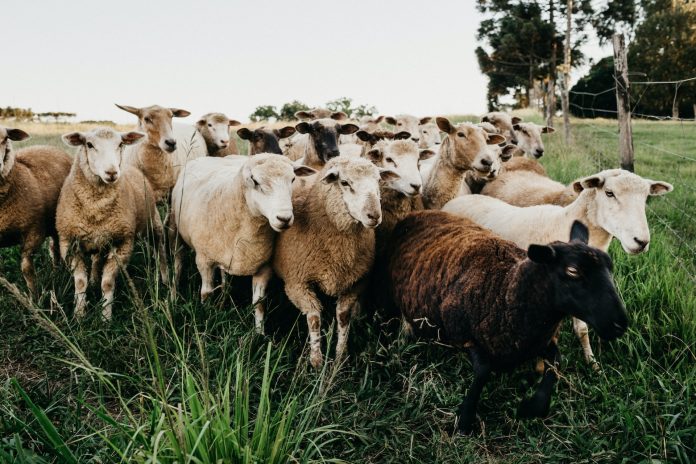 sheep farming