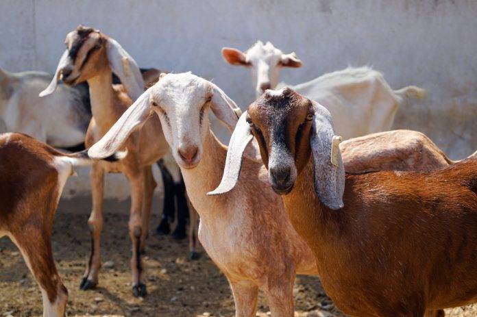 National Livestock Mission