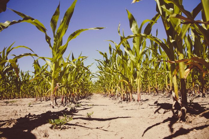 Field Preparation for Maize