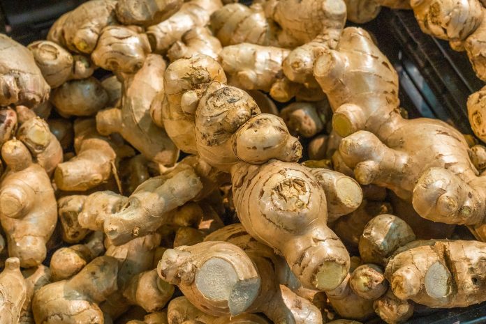 Field Preparation for Ginger