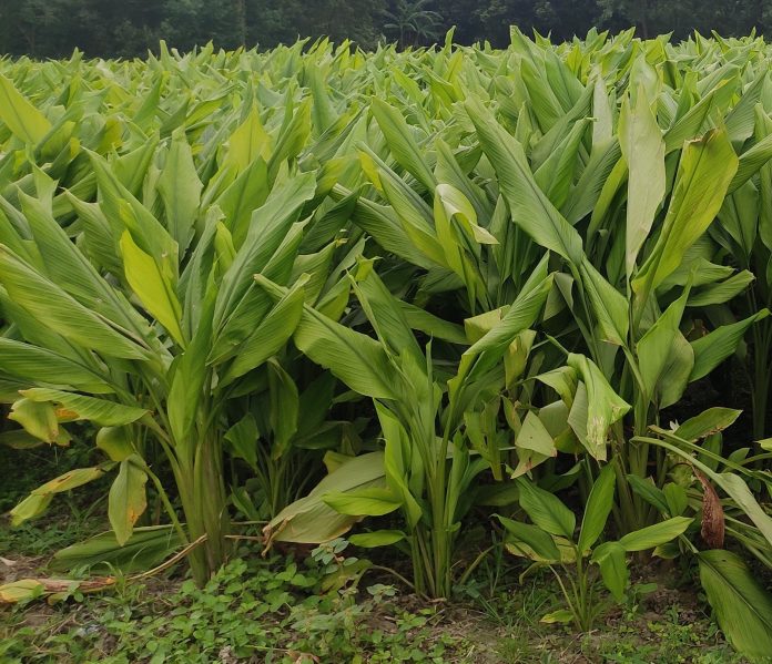 Field Preparation for Turmeric