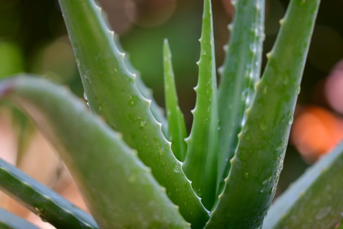 How To Start Herbal Medicine Business? - A Stepwise Guide