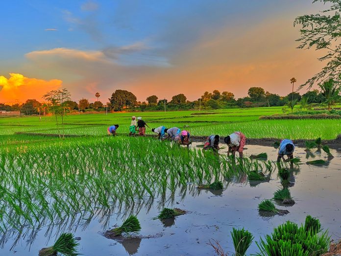 Field Preparation for Paddy