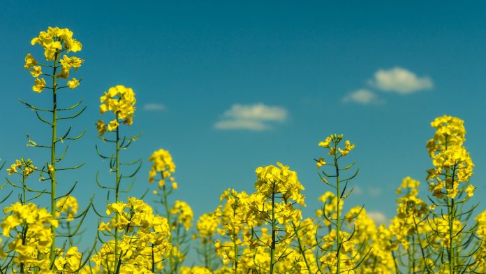 Field Preparation for Mustard