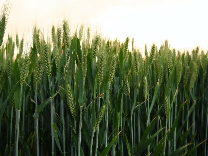 Field Preparations for wheat Crop