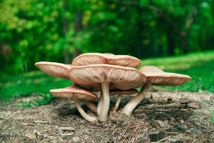 Mushroom Farming in India: Profitable Guide & Techniques