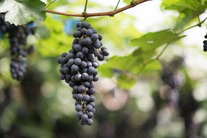 Field Preparation for Grapes