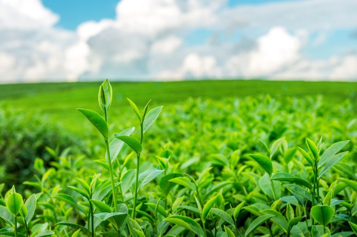 Field Preparation for Tea