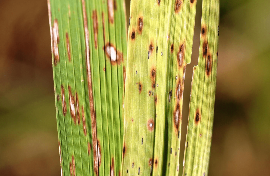 Paddy Diseases Causes Symptoms And Treatment