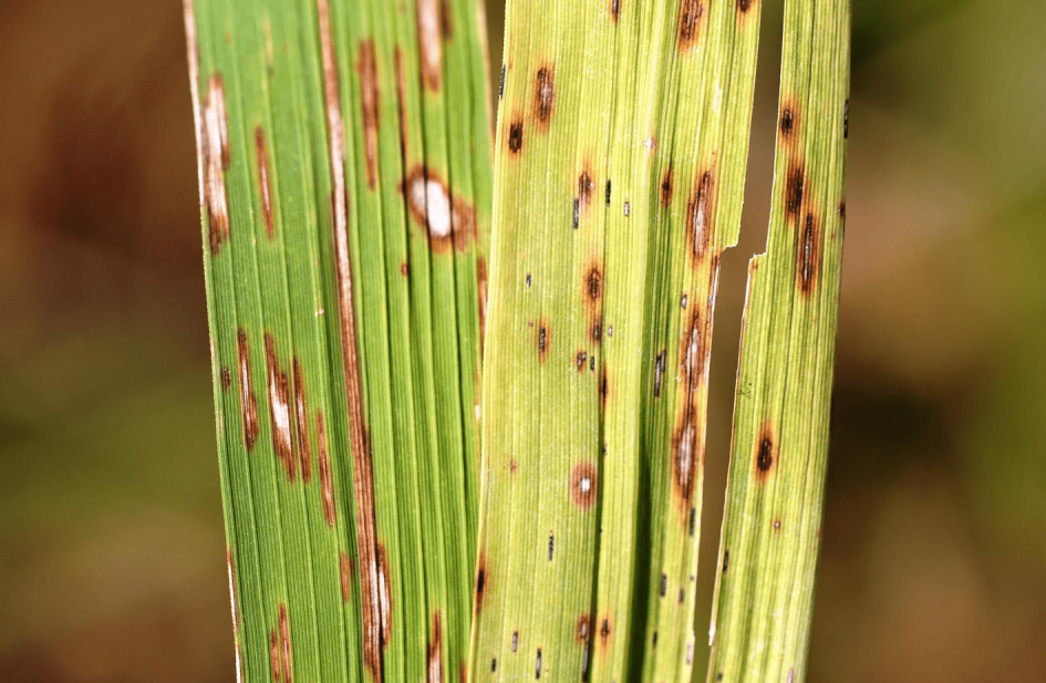 paddy-diseases-causes-symptoms-and-treatment