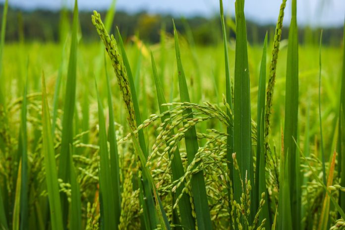 Paddy Diseases