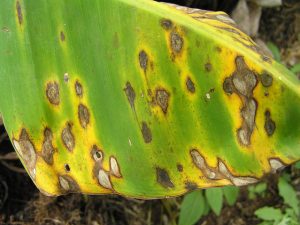 Symptom of Sigatoka Leaf spot in Banana