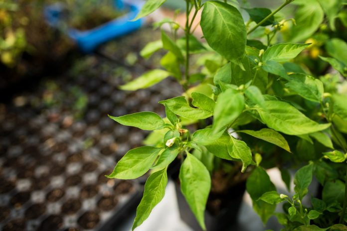 Plant viruses and Disease Management