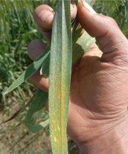 Presence of yellow or orange pustules on the leaves