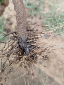 Root rot in cotton