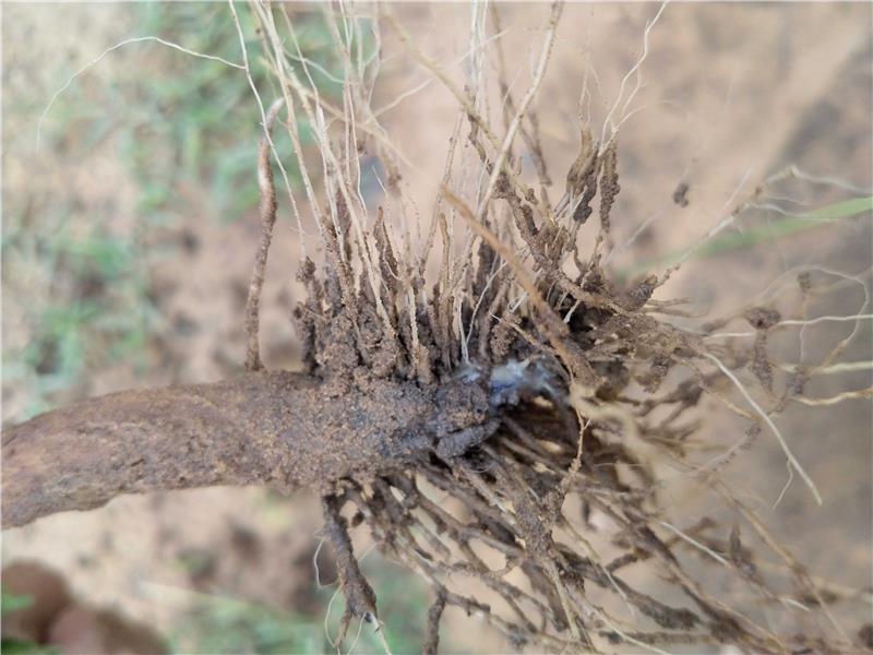 Root Rot of Cotton