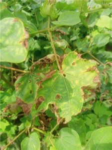 Symptom of Verticillium wilt in cotton