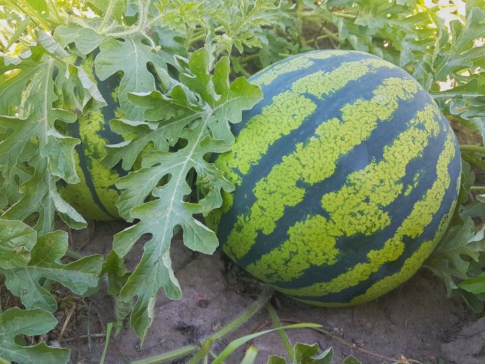 10 Common Pests of Watermelon you Need to Know About and How to Control Them