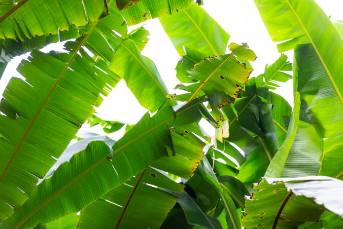 Sigatoka Disease in Banana – Causes, Symptoms, Preventive Measures and Management