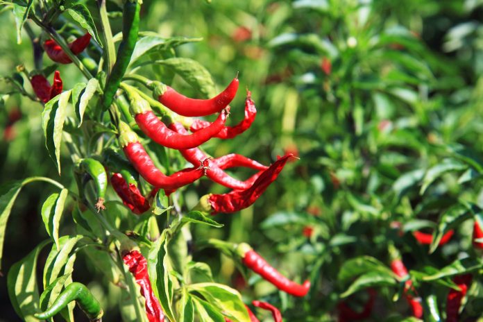 Management of Mites in Chilli