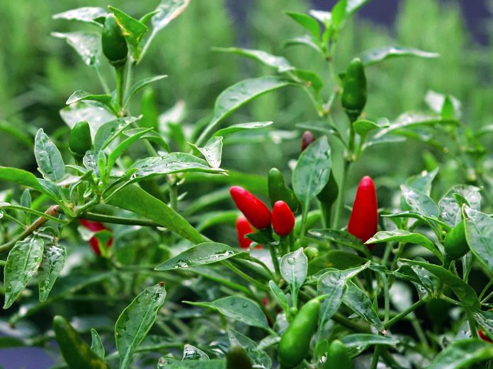 Management of Thrips and Mites in Chilli Crop 