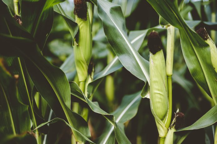 Forage Crops and its Importance in Agriculture