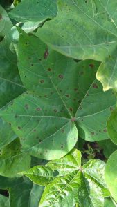 Alternaria leaf blight on cotton