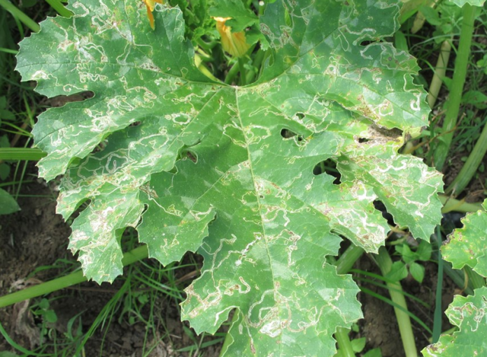 Integrated Approach for Management of Leaf Miners in Crops