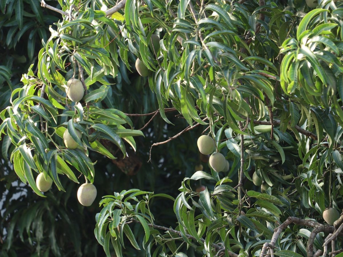 MIxed Mango Bloom 