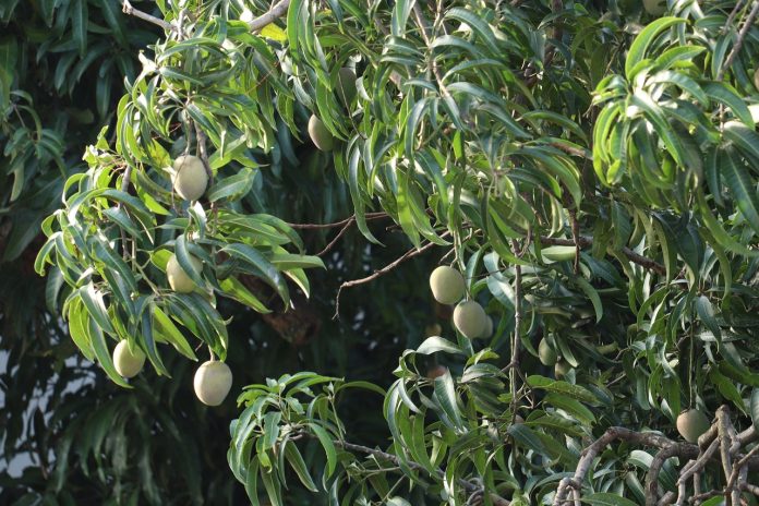Blooming Success: Strategies for Managing Mango Flowers to Boost Yields