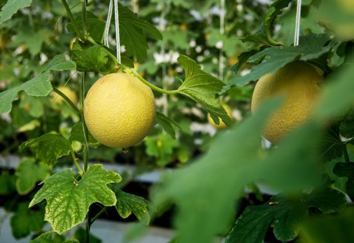 Good Agricultural Practices for Maximizing Muskmelon Harvest