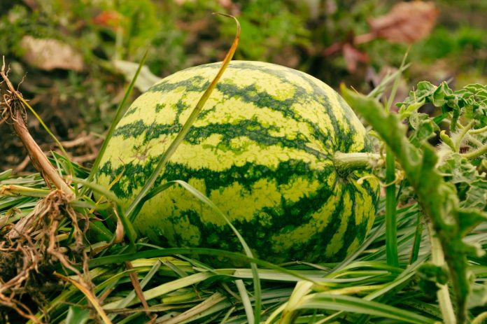 An Ultimate Guide to Watermelon Diseases: Causes, Symptoms, and Control Measures