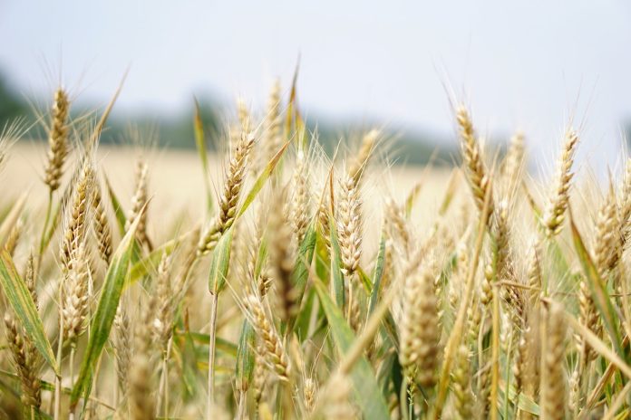 Effective Strategies for Managing Yellow Rust Disease in Wheat Crops