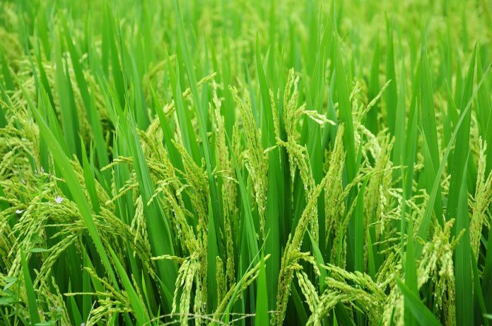 6 Paddy Pests You Need to Know About and How to Get Rid of Them