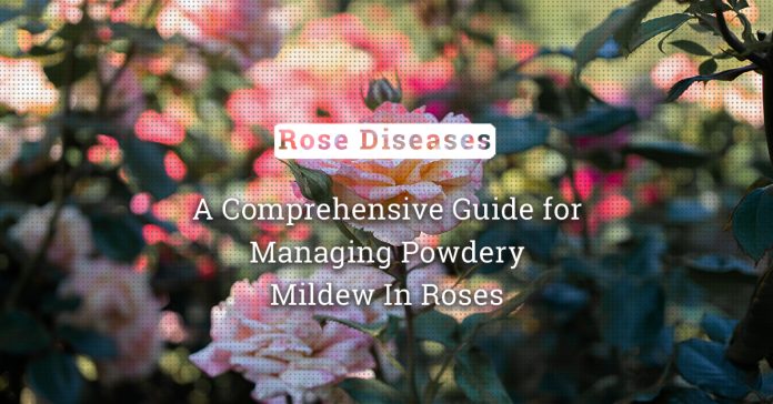 Fighting Powdery Mildew In Roses: A Comprehensive Guide For Management And Control 