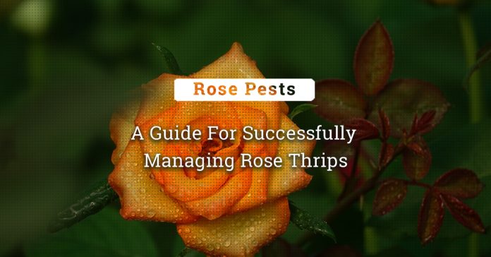 Defeating Rose Thrips: A Guide For Successful Management 