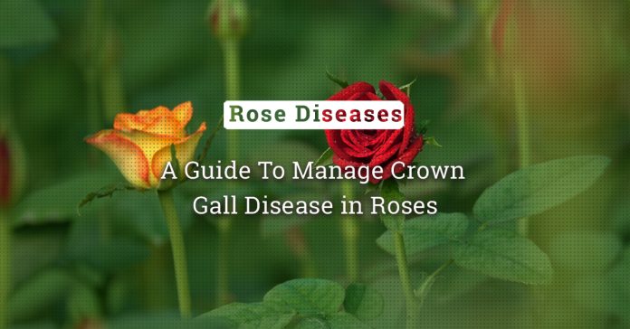 Crown Gall Disease of Rose: Causes, Symptoms And Management 