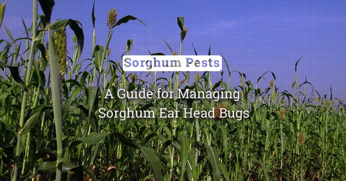 Battle Of The Bugs: A Guide For Managing Sorghum Ear Head Bug 
