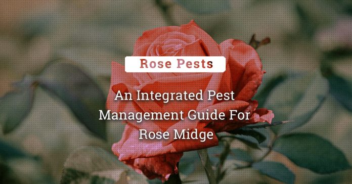 Combating The Rose Midge: An Integrated Pest Management Guide 