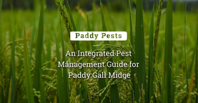 Paddy Gall Midge: An Integrated Pest Management Guide
