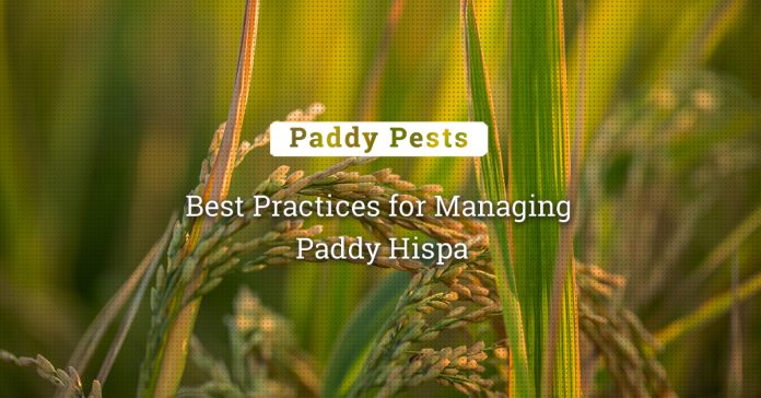 The Fight Against Paddy Hispa: Best Practices For Management  