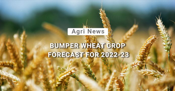 Bumper Wheat Crop Forecast for India in 2022-23