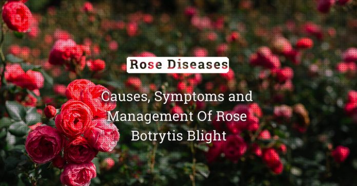 Botrytis Blight Of Rose: Causes, Symptoms And Management 