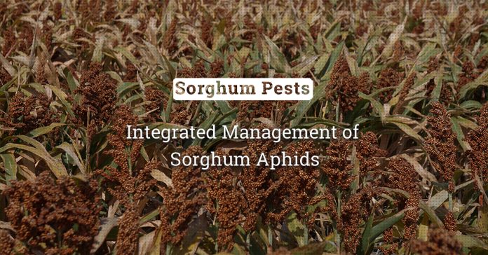 Sorghum Aphids: Damage And Its Integrated Management  